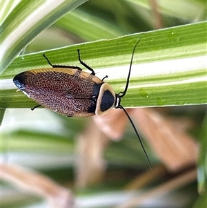 Ellipsidion australe (Austral Ellipsidion cockroach) at Gilmore, ACT by Melmo