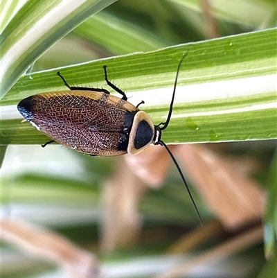 Ellipsidion australe (Austral Ellipsidion cockroach) at Gilmore, ACT - 22 Nov 2024 by Melmo