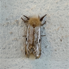 Epicoma contristis (Yellow-spotted Epicoma Moth) at Gilmore, ACT - 23 Nov 2024 by Melmo