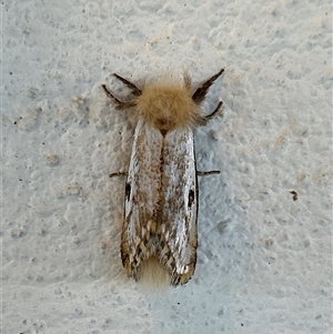 Epicoma contristis (Yellow-spotted Epicoma Moth) at Gilmore, ACT by Melmo