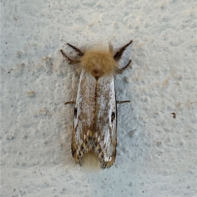 Epicoma contristis (Yellow-spotted Epicoma Moth) at Gilmore, ACT - 23 Nov 2024 by Melmo