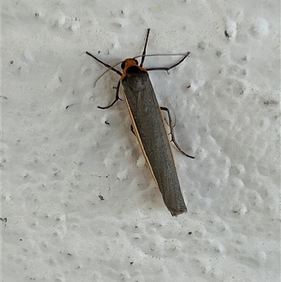 Palaeosia bicosta (Two-ribbed Footman) at Gilmore, ACT - 22 Nov 2024 by Melmo