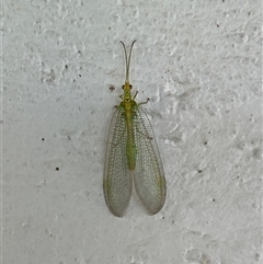 Chrysopidae (family) (Unidentified Green lacewing) at Gilmore, ACT - 22 Nov 2024 by Melmo