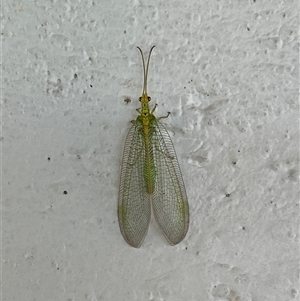 Chrysopidae (family) at Gilmore, ACT - 23 Nov 2024