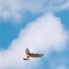 Falco cenchroides (Nankeen Kestrel) at Orangeville, NSW - 21 May 2024 by belleandjason