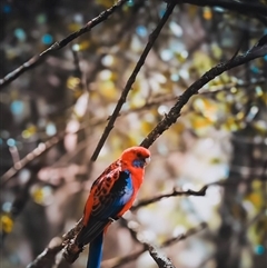 Platycercus elegans (Crimson Rosella) at Orangeville, NSW - 20 Jun 2024 by belleandjason3113