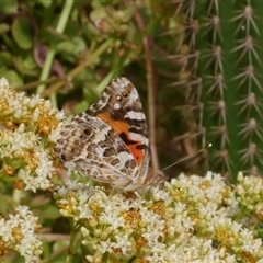 Vanessa kershawi (Australian Painted Lady) at Freshwater Creek, VIC - 22 Nov 2024 by WendyEM