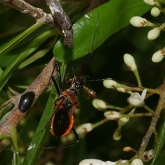 Gminatus australis (Orange assassin bug) at Freshwater Creek, VIC - 21 Nov 2024 by WendyEM