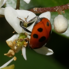 Hippodamia variegata (Spotted Amber Ladybird) at Freshwater Creek, VIC - 22 Nov 2024 by WendyEM