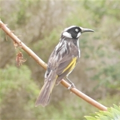 Phylidonyris novaehollandiae (New Holland Honeyeater) at Freshwater Creek, VIC - 22 Nov 2024 by WendyEM