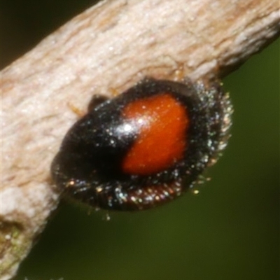 Diomus notescens (Little two-spotted ladybird) at Freshwater Creek, VIC - 21 Nov 2024 by WendyEM