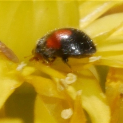 Diomus notescens (Little two-spotted ladybird) at Freshwater Creek, VIC - 21 Nov 2024 by WendyEM