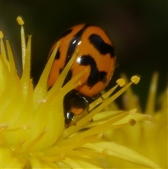 Coccinella transversalis (Transverse Ladybird) at Freshwater Creek, VIC - 21 Nov 2024 by WendyEM