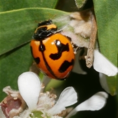 Coccinella transversalis (Transverse Ladybird) at Freshwater Creek, VIC - 21 Nov 2024 by WendyEM