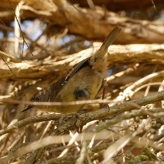 Sericornis frontalis (White-browed Scrubwren) at Freshwater Creek, VIC - 21 Nov 2024 by WendyEM