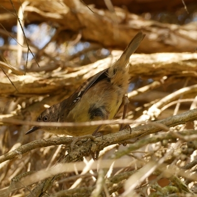 Sericornis frontalis (White-browed Scrubwren) at Freshwater Creek, VIC - 21 Nov 2024 by WendyEM