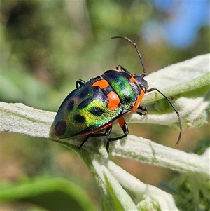 Scutiphora pedicellata (Metallic Jewel Bug) at Braidwood, NSW by MatthewFrawley