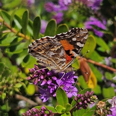 Vanessa kershawi (Australian Painted Lady) at Braidwood, NSW - 23 Nov 2024 by MatthewFrawley