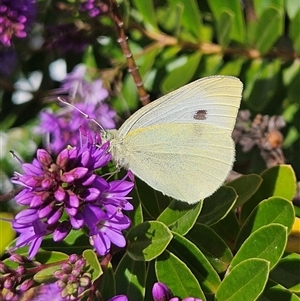 Pieris rapae at Braidwood, NSW - 23 Nov 2024 10:11 AM