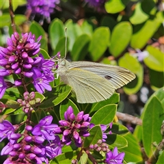 Pieris rapae at Braidwood, NSW - 23 Nov 2024 10:11 AM