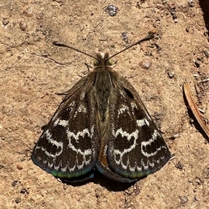 Synemon plana (Golden Sun Moth) at Braddon, ACT by Pirom