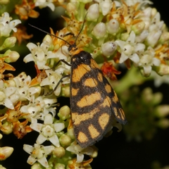 Asura lydia (Lydia Lichen Moth) at Freshwater Creek, VIC - 18 Nov 2024 by WendyEM