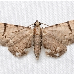 Chloroclystis gonias (A Geometer moth (Larentiinae)) at Bulli, NSW - 20 Nov 2024 by jb2602