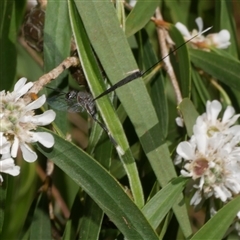 Gasteruption sp. (genus) (Gasteruptiid wasp) at Freshwater Creek, VIC - 17 Nov 2024 by WendyEM