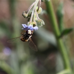 Syrphini (tribe) (Unidentified syrphine hover fly) at Lyons, ACT - 23 Nov 2024 by ran452