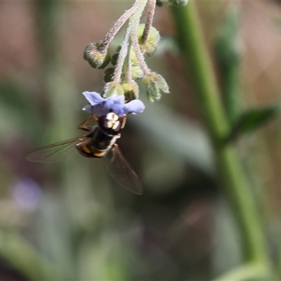 Syrphini sp. (tribe) (Unidentified syrphine hover fly) at Lyons, ACT - 22 Nov 2024 by ran452