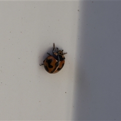 Coccinella transversalis (Transverse Ladybird) at Lyons, ACT - 23 Nov 2024 by ran452