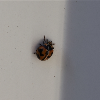 Coccinella transversalis (Transverse Ladybird) at Lyons, ACT - 22 Nov 2024 by ran452