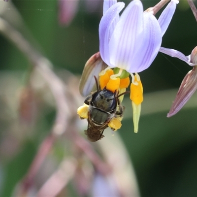 Lipotriches (Austronomia) phanerura (Halictid Bee) at Lyons, ACT - 22 Nov 2024 by ran452