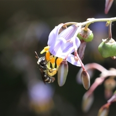 Lipotriches (Austronomia) phanerura (Halictid Bee) at Lyons, ACT - 22 Nov 2024 by ran452