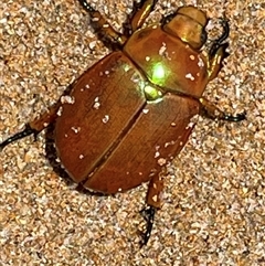 Anoplognathus sp. (genus) (Unidentified Christmas beetle) at South Durras, NSW - 23 Nov 2024 by Melmo