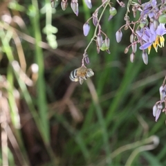 Amegilla sp. (genus) (Blue Banded Bee) at Lyons, ACT - 22 Nov 2024 by ran452