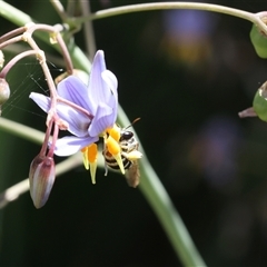 Lipotriches (Austronomia) phanerura (Halictid Bee) at Lyons, ACT - 22 Nov 2024 by ran452