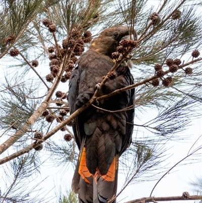 Calyptorhynchus lathami lathami (Glossy Black-Cockatoo) at Wingello, NSW - 24 Apr 2024 by Aussiegall