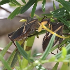 Mictis profana (Crusader Bug) at Lyons, ACT - 22 Nov 2024 by ran452