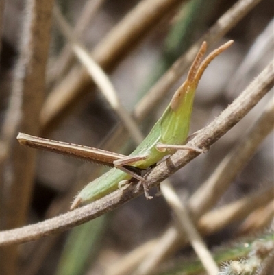 Acrida conica (Giant green slantface) at Murrumbateman, NSW - 23 Nov 2024 by amiessmacro