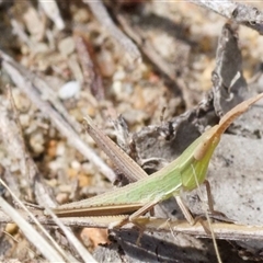 Acrida conica at Murrumbateman, NSW - 23 Nov 2024 12:38 PM