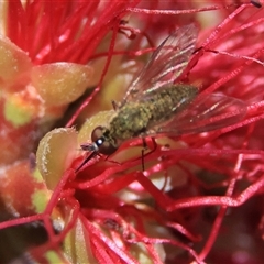 Geron sp. (genus) (Slender Bee Fly) at Higgins, ACT - 21 Nov 2024 by MichaelWenke