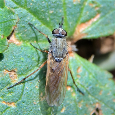 Anabarhynchus sp. (genus) (Stiletto Fly (Sub-family Therevinae)) at Higgins, ACT - 21 Nov 2024 by MichaelWenke