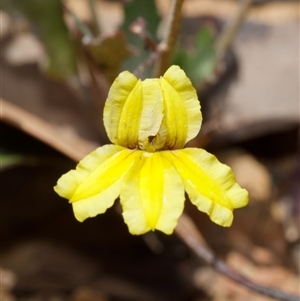 Goodenia hederacea subsp. hederacea at Murrumbateman, NSW - 23 Nov 2024 01:14 PM