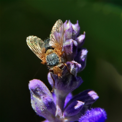 Chaetophthalmus sp. (genus) (A bristle fly) at Higgins, ACT - 20 Nov 2024 by MichaelWenke