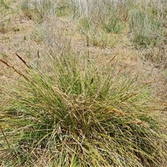 Carex appressa (Tall Sedge) at Hume, ACT - 23 Nov 2024 by Mike