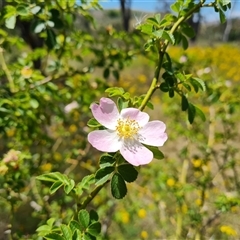 Rosa rubiginosa (Sweet Briar, Eglantine) at Hume, ACT - 23 Nov 2024 by Mike