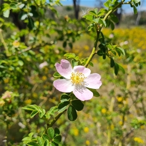 Rosa rubiginosa at Hume, ACT - 23 Nov 2024 12:09 PM