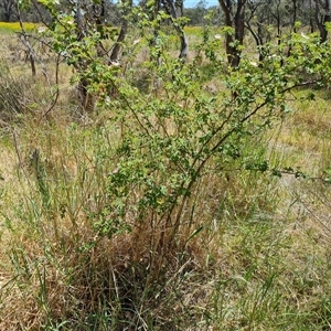 Rosa rubiginosa at Hume, ACT - 23 Nov 2024 12:09 PM