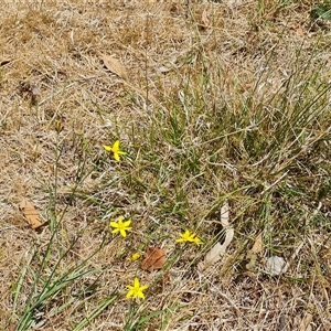 Tricoryne elatior (Yellow Rush Lily) at Hume, ACT by Mike